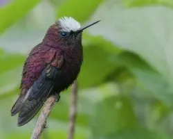 Microchera albocoronata