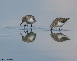 Calidris minutilla