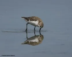 Calidris minutilla