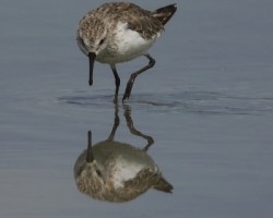 Calidris minutilla