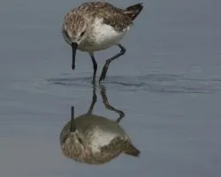 Calidris minutilla