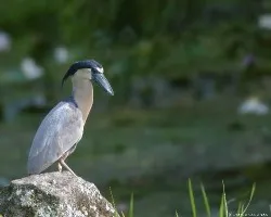 Cochlearius cochlearius