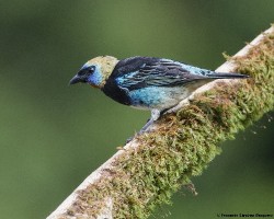 Tangara larvata