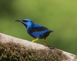 Cyanerpes lucidus