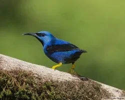 Cyanerpes lucidus