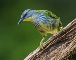 Cyanerpes lucidus