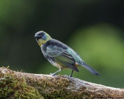 Tangara larvata