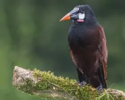 Psarocolius montezuma