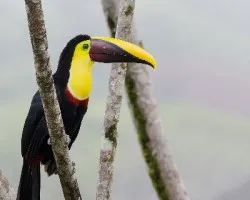 Ramphastos ambiguus