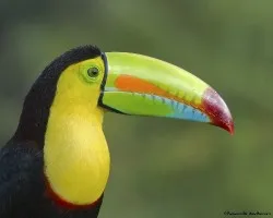 Ramphastos sulfuratus
