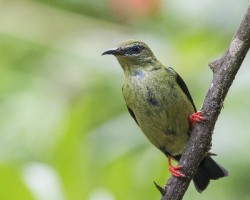 Cyanerpes cyaneus