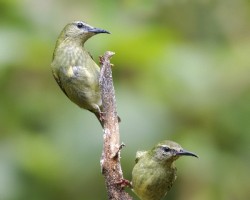 Cyanerpes cyaneus