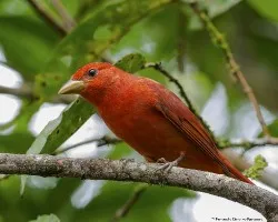 Piranga rubra