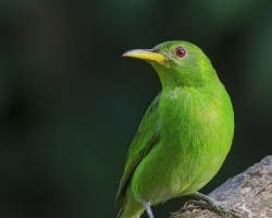 Chlorophanes spiza