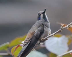 Colibri delphinae