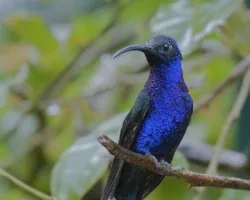 Campylopterus hemileucurus