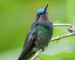 Lampornis calolaemus