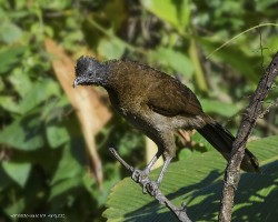 Ortalis cinereiceps