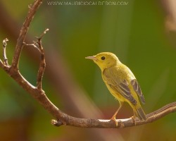 Setophaga petechia