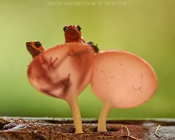 Oophaga pumilio