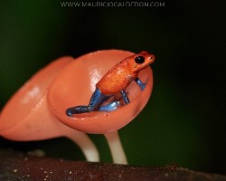 Oophaga pumilio