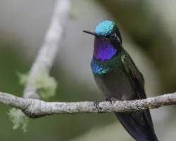 Lampornis calolaemus