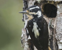 Picoides villosus