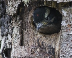 Picoides villosus