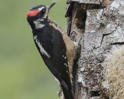 Picoides villosus