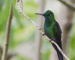 Heliodoxa jacula