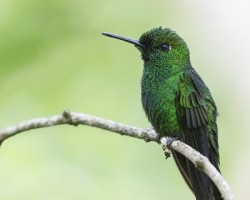 Heliodoxa jacula