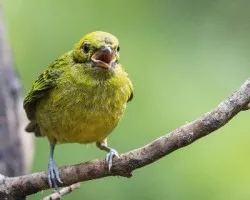 Tangara icterocephala