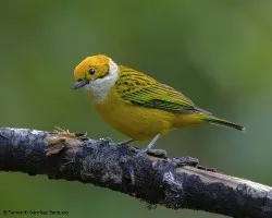 Tangara icterocephala