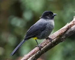 Pselliophorus tibialis