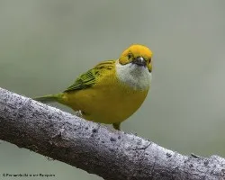 Tangara icterocephala