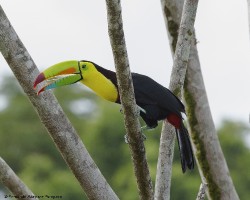 Ramphastos sulfuratus