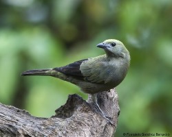 Thraupis palmarum