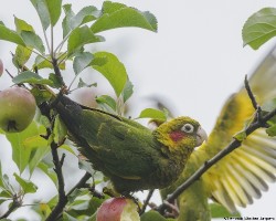 Pyrrhura hoffmanni