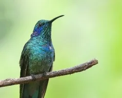 Colibri thalassinus
