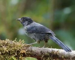 Pselliophorus tibialis