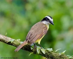 Pitangus sulphuratus