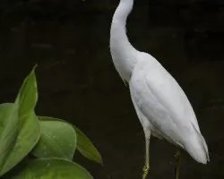 Egretta thula