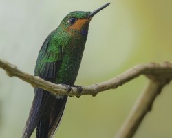 Heliodoxa jacula