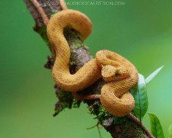 Bothriechis schlegelii
