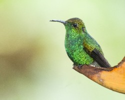 Elvira cupreiceps