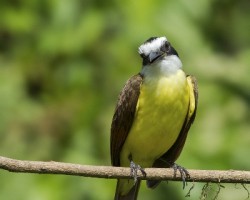 Pitangus sulphuratus