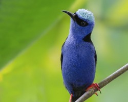 Cyanerpes cyaneus