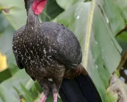 Penelope purpurascens