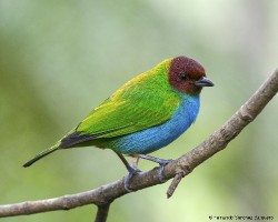 Tangara gyrola