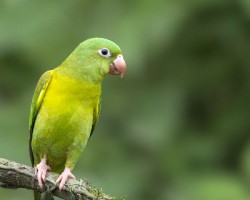 Brotogeris jugularis